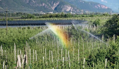 Irrigazione del meleto con impianto a pioggia