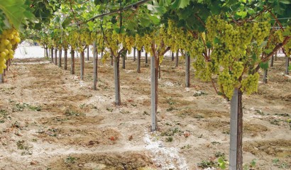 Impianto di irrigazione in vigneto di uva da tavola prossimo alla raccolta dell'uva