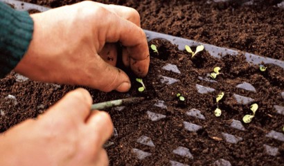 Piantine di lattuga da poco germogliate in contanitore alveolato