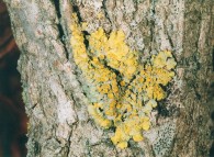 Licheni sulla corteccia di Liquidambar. I licheni non sono dannosi per gli alberi sui quali sorgono.
