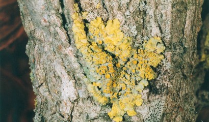 Licheni sulla corteccia di Liquidambar. I licheni non sono dannosi per gli alberi sui quali sorgono.