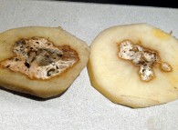 Tubero di patata colpito da marciume secco dove già presente «cuore cavo»