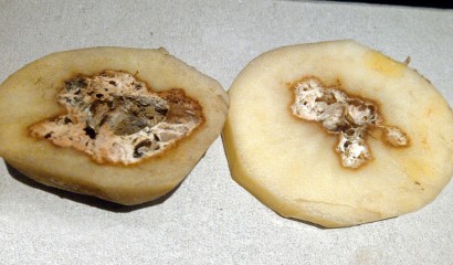 Tubero di patata colpito da marciume secco dove già presente «cuore cavo»