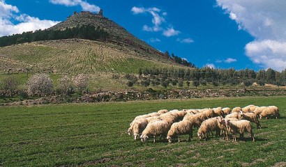 Piccolo gregge di pecore al pascolo