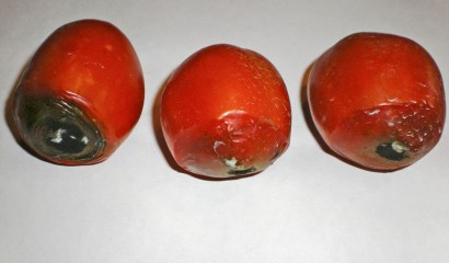 Pomodori colpiti da marciume apicale