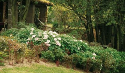 A fine primavera è ancora possibile, se necessario, potare siepi arbusti e alberi