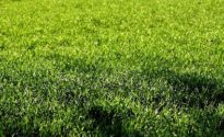 prato altezza estate 410×240