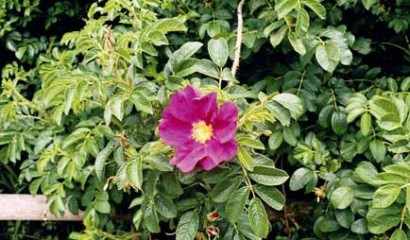 rosa rugosa fioritura