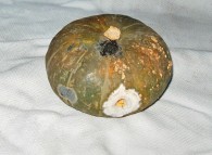 Zucca colpita da muffa e sclerotinia