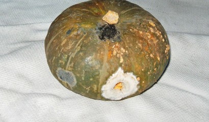 Zucca colpita da muffa e sclerotinia