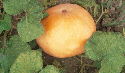 Zucca pronta per la raccolta. Seminare la zucca a inizio maggio