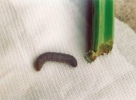 Larva vicino al colletto corroso di sedano