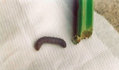Larva vicino al colletto corroso di sedano