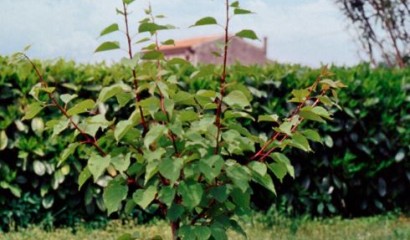 Albicocco al primo anno di allevamento