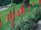 Pianta di Aloe arborescens in giardino