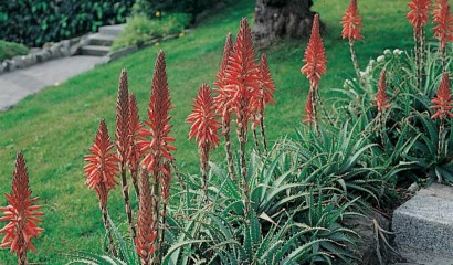 Pianta di Aloe arborescens in giardino
