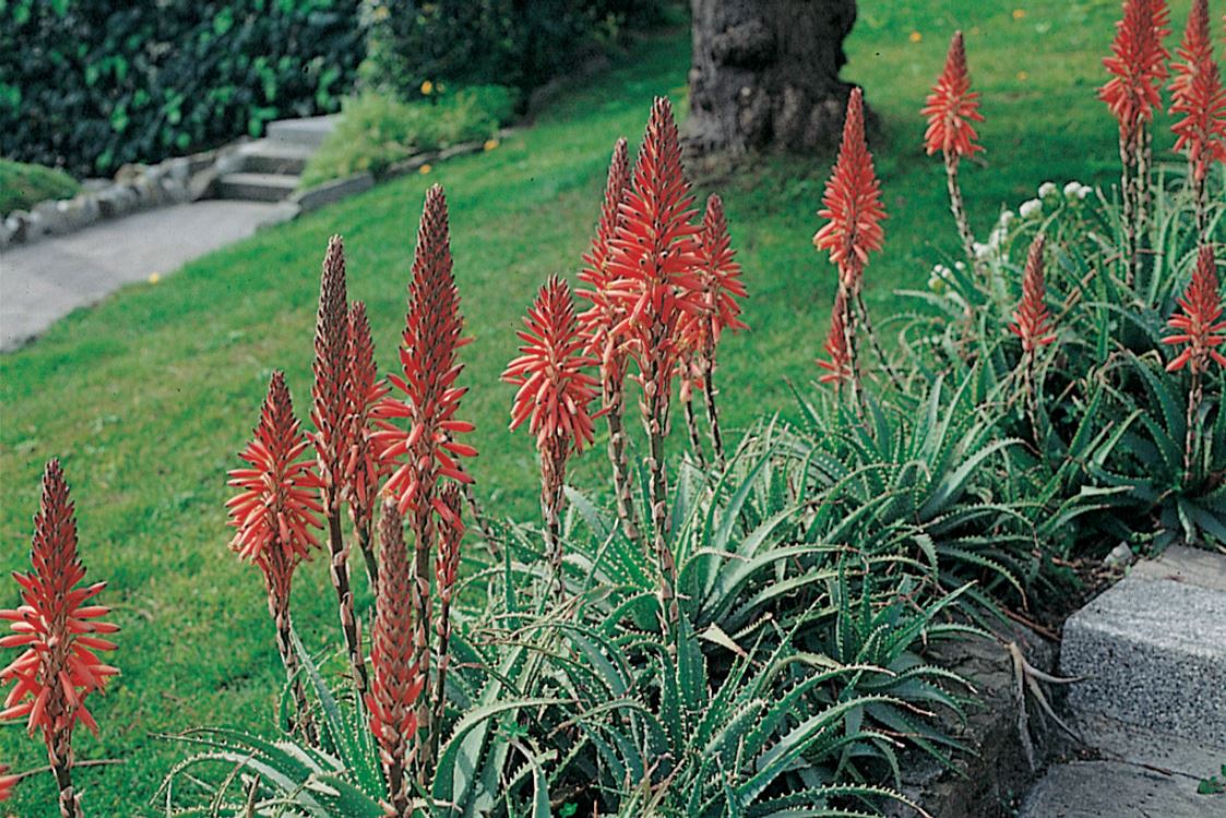 aloe vera balm REAL SQUEEZE ALOE VERA BALM main image 1