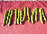 Asparagi