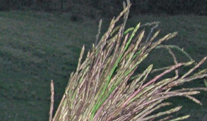 Mazzetto di asparagi selvatici
