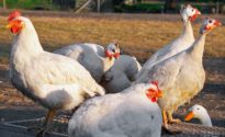 Avicoli di specie diverse nello stesso recinto