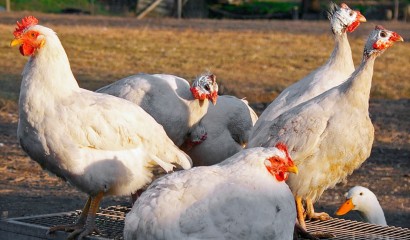 Avicoli di specie diverse nello stesso recinto