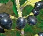 Bacche di alloro