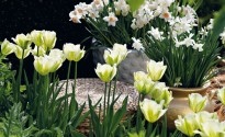 Bulbose da fiore