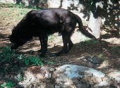 Cane riparato dal sole sotto gli alberi all'interno del recinto