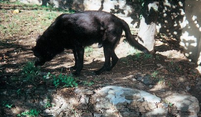 Cane riparato dal sole sotto gli alberi all'interno del recinto