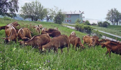 Capre al pascolo di non solo prato