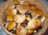 Cesto di funghi