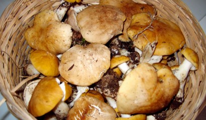 Cesto di funghi