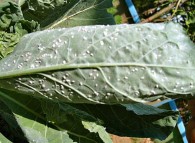 Foglia di cavolo colpita da aleurodidi, farfalline bianche