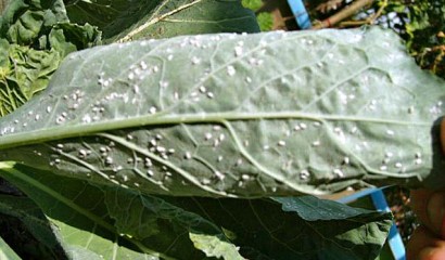 Foglia di cavolo colpita da aleurodidi, farfalline bianche