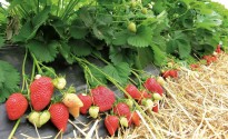Aiola di fragole pacciamata con paglia