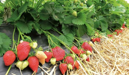 Aiola di fragole pacciamata con paglia