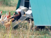 Galline ovaiole tra pascolo e ricovero