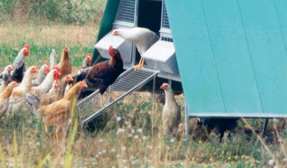 Galline ovaiole tra pascolo e ricovero