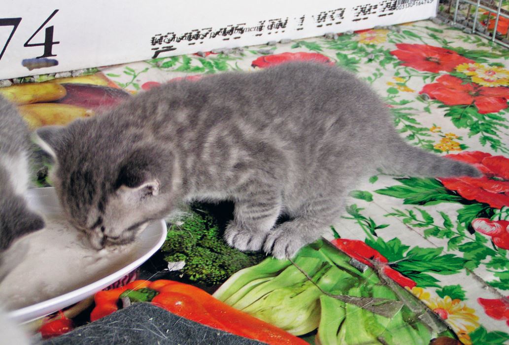 Gatti, un po' di latte alle madri e ai micini già svezzati aiuta