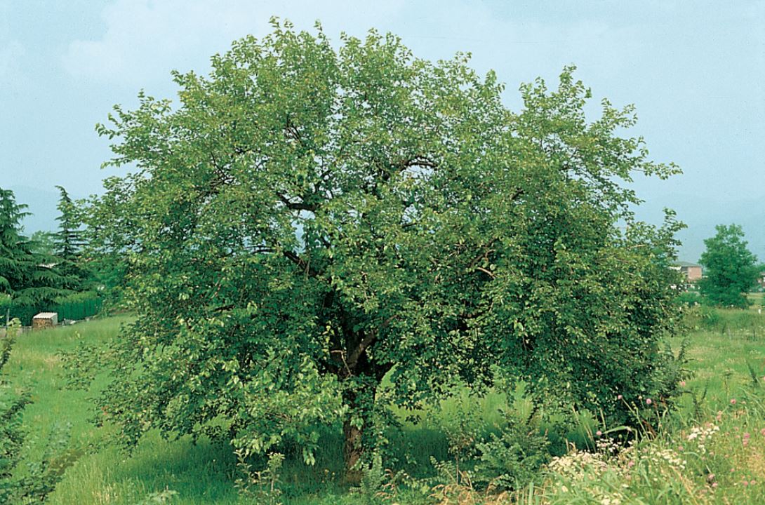 Potatura del gelso Vita in Campagna