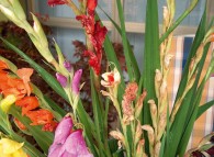 Fiori di gladioli secchi