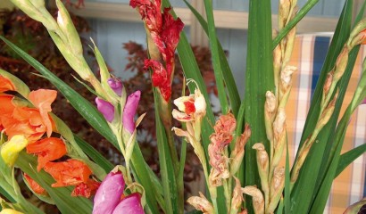 Fiori di gladioli secchi