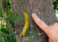 Larva Saturnia pyri