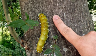 Larva Saturnia pyri