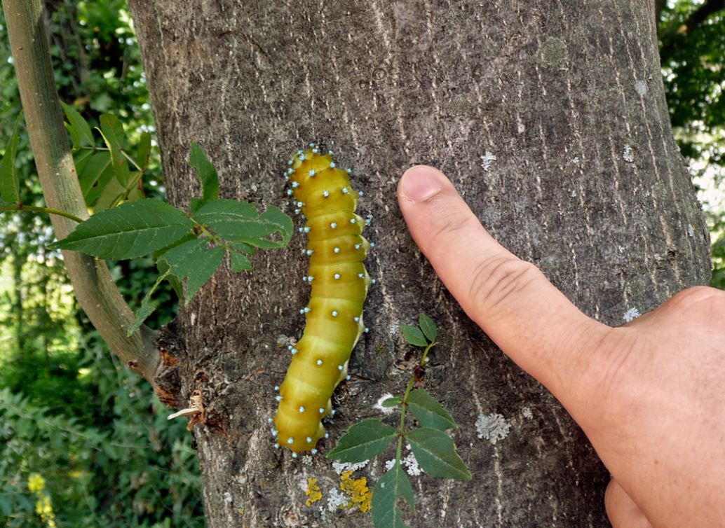 Perché una cascata di pois colorati e una donna gigante sono