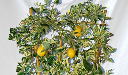Limone in vaso messo al riparo nella stagione fredda