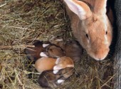 Coniglia con i suoi cuccioli