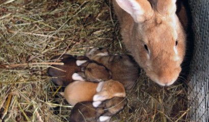 Coniglia con i suoi cuccioli