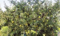Piante di melo
