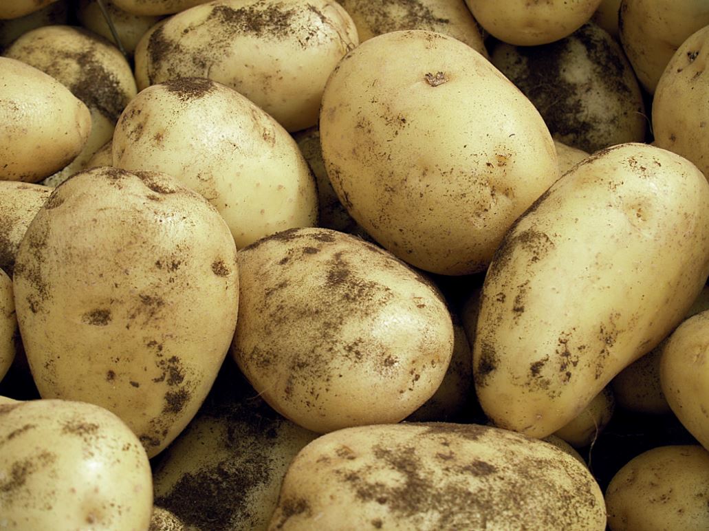 Come conservare le patate da seme e «prepararle» al trapianto